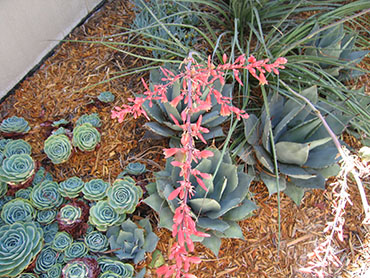 Hesperaloe parviflora or Red Yucca